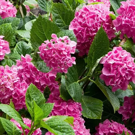 La Fadette Saint-Lizier