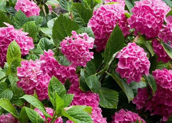 La Fadette Saint-Lizier